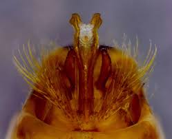 Attēlu rezultāti vaicājumam “Chaetopteryx villosa”