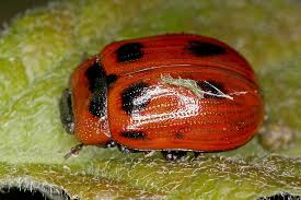 Attēlu rezultāti vaicājumam “Gonioctena viminalis”