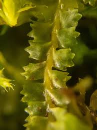 Attēlu rezultāti vaicājumam “Barbilophozia barbata”