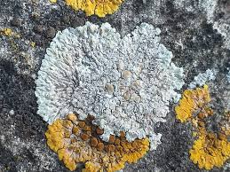 Attēlu rezultāti vaicājumam “Lecanora muralis”