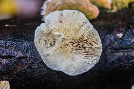 Attēlu rezultāti vaicājumam “Lenzites betulina”