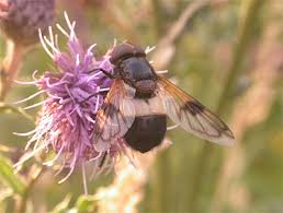 Attēlu rezultāti vaicājumam “Volucella pellucens”
