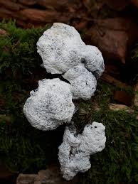 Attēlu rezultāti vaicājumam “Fuligo cinerea spores”