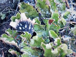 Attēlu rezultāti vaicājumam “Peltigera leucophlebia”
