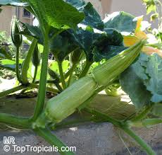 Attēlu rezultāti vaicājumam “Cucurbita pepo leaf”