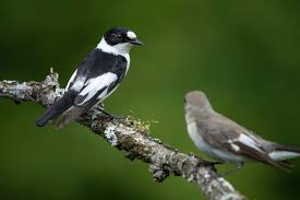 Image result for Ficedula albicollis