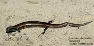 Attēlu rezultāti vaicājumam “Lycogala asperum young”