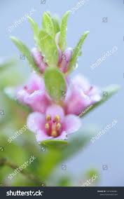 Attēlu rezultāti vaicājumam “Glaux maritima flower”