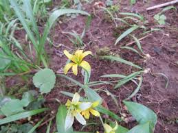 Attēlu rezultāti vaicājumam “Gagea lutea”