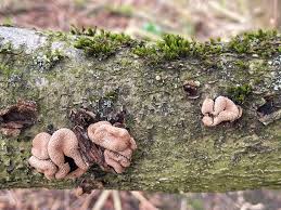 Attēlu rezultāti vaicājumam “Encoelia furfuracea”