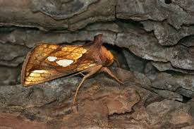 Attēlu rezultāti vaicājumam “Plusia festucae”