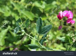 Attēlu rezultāti vaicājumam “Lathyrus tuberosus bud”