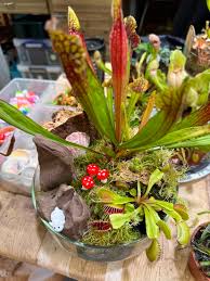 Attēlu rezultāti vaicājumam “Sphagnum teres”