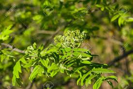 Attēlu rezultāti vaicājumam “Sorbus aucuparia bud”