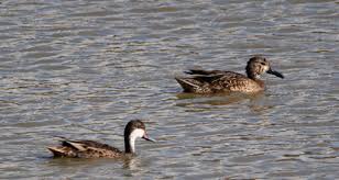 Attēlu rezultāti vaicājumam “Anseriformes”