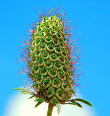 Attēlu rezultāti vaicājumam “Dipsacaceae”