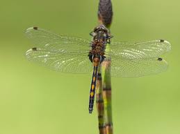 Attēlu rezultāti vaicājumam “Leucorrhinia rubicunda”