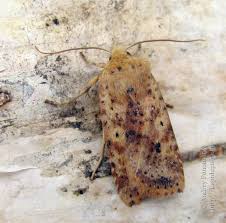 Attēlu rezultāti vaicājumam “Conistra rubiginea”