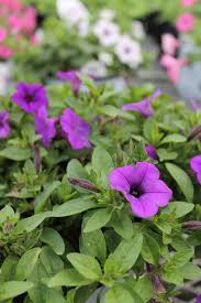 Image result for Petunie