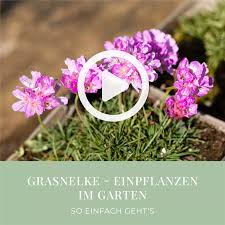 Image result for Grasnelke