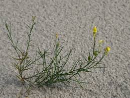 Attēlu rezultāti vaicājumam “Linaria loeselii”