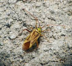 Attēlu rezultāti vaicājumam “Adelphocoris quadripunctatus”