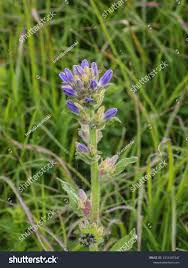 Attēlu rezultāti vaicājumam “Campanula cervicaria flower”