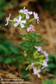 Attēlu rezultāti vaicājumam “Saponaria officinalis flower”
