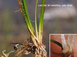 Attēlu rezultāti vaicājumam “Isoetes lacustris”