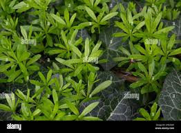 Attēlu rezultāti vaicājumam “Galium odoratum leaf”