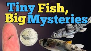 Attēlu rezultāti vaicājumam “Licea pygmaea”