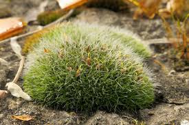 Attēlu rezultāti vaicājumam “Grimmia pulvinata”