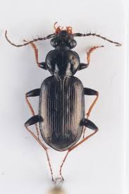 Attēlu rezultāti vaicājumam “Loricera pilicornis”