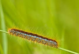 Attēlu rezultāti vaicājumam “Malacosoma castrensis larva”