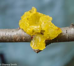 Attēlu rezultāti vaicājumam “Stemonitis pallida var. rubescens macro”