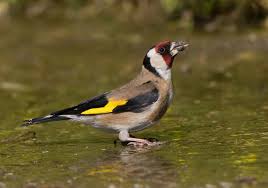 Attēlu rezultāti vaicājumam “Carduelis carduelis adult”