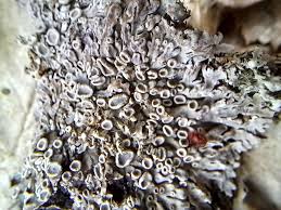 Attēlu rezultāti vaicājumam “Physconia distorta”