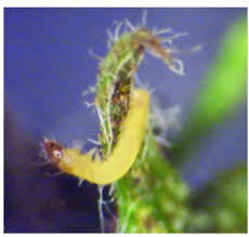 Attēlu rezultāti vaicājumam “Proutia betulina larva”