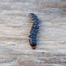 Attēlu rezultāti vaicājumam “Lygistopterus sanguineus larva”