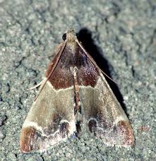 Attēlu rezultāti vaicājumam “Pyralis farinalis”