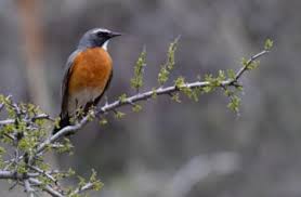 Image result for Irania gutturalis