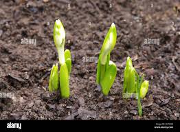 Attēlu rezultāti vaicājumam “Convallaria majalis bud”