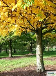 Attēlu rezultāti vaicājumam “Pterocarya fraxinifolia male flower”