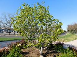 Attēlu rezultāti vaicājumam “Magnolia x soulangeana”