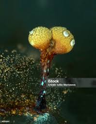 Attēlu rezultāti vaicājumam “Physarum oblatum spores”