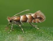 Attēlu rezultāti vaicājumam “Phyllonorycter nicellii”