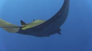 Image result for Mobula tarapacana