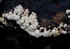 Attēlu rezultāti vaicājumam “Hypocrea pulvinata”