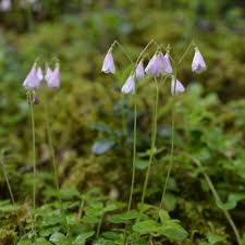 Attēlu rezultāti vaicājumam “Linnaea borealis fruit”