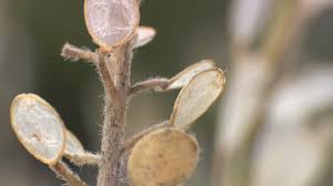 Attēlu rezultāti vaicājumam “Lunaria rediviva bud”